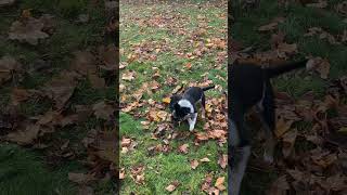 Video preview image #1 Mutt Puppy For Sale in Garden City, NY, USA