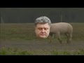 Порошенко свинья Слава украине 