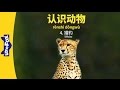Meet the Animals 4: Cheetah (认识动物 4：猎豹) | Animals | Chinese | By Little Fox