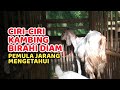 KAMBING BIRAHI DIAM Begini Ciri Ciri Kambing Birahi Diam Dan Cara Mendeteksi Nya