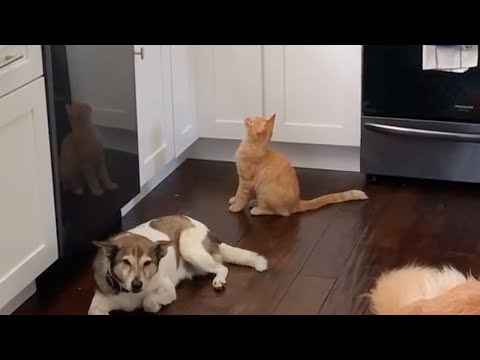 Simple & genius way to keep cats from jumping on kitchen counter