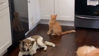 Simple & genius way to keep cats from jumping on kitchen counter