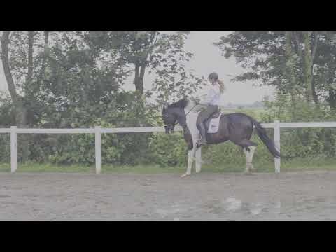 Stal Okkema's Hero -Caio VT Sterrebornehof Z x Samber - stallion - 2017