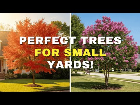 Top 9 Best All-Season Small Trees for Front Yards | Low-Maintenance Dwarf Trees for Landscaping