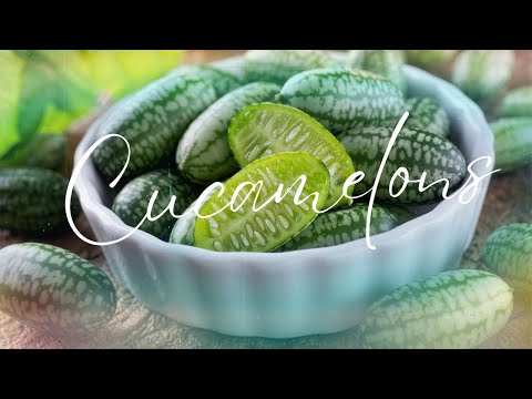 Meet Cucamelons: The Sour, Crispy Gherkins from Mexico