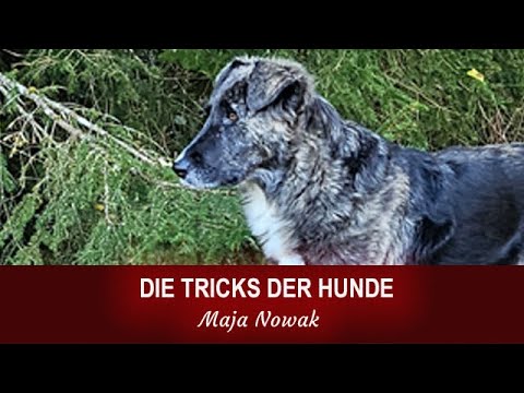 "THE TRICKS OF DOGS" - by Maja Nowak