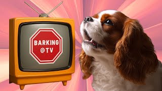 How to Stop Your Cavalier (Any Dog) From Barking at the TV | Help for Dogs Barking at Animals on TV
