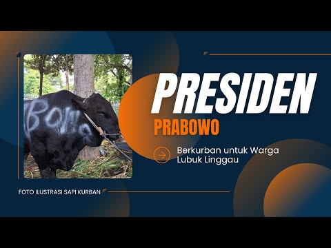 SAPI KURBAN PRESIDEN PRABOWO