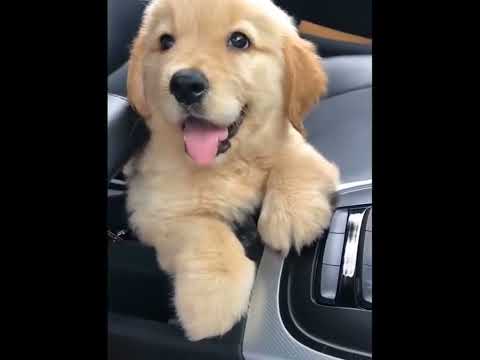 funniest animal videos of 2022 - funny golden retriever dogs and cutest golden puppies  V.18469 #fu