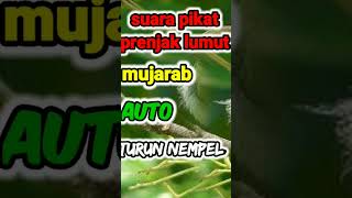 Download lagu suara pikat prenjak lumut dapatkan durasi lebih panjang mp3 Download lagu suara pikat prenjak lumut dapatkan durasi lebih panjang mp3