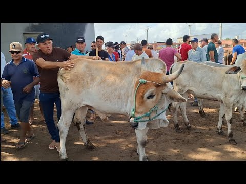  GADO DE LUXO NA  FEIRA DE LAGOA DE PEDRAS-RN 31.08.2026