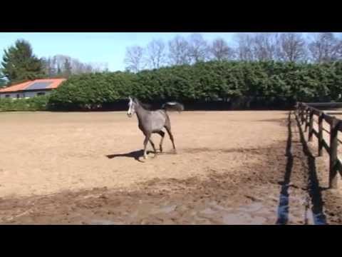 Chimera Scah (Van Gogh AM x Creola LC)