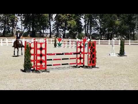 Carissima (Arezzo VDL x Carambole) 2019/08/09 ZO-B Biskupiec - 110cm I SPRZEDANA / SOLD