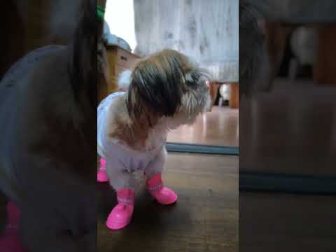 #dog #puppydogandpuppycat #cuteanimal #pets #cutecatandpuppyworld #funny #cutespets #yourdog #puppy