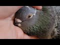 How do you know you have a happy pigeon?