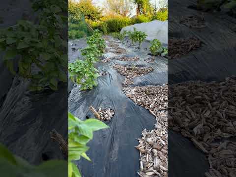 キャベツ虫に対する自然な治療法は何ですか?それらを永久に取り除き、収穫物を保存する4つの方法  庭園