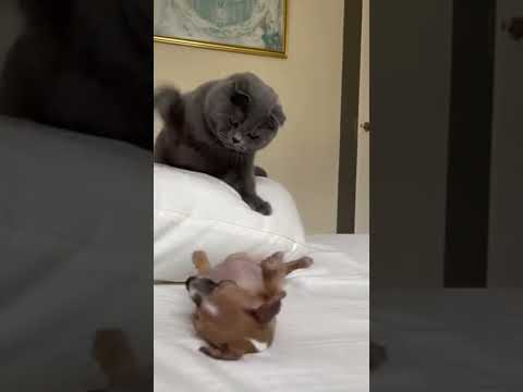 The Bully Freezes When the Giant Italian Greyhound Mom Appears 🐶😼