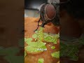 How Flies Actually Eat Your Food