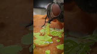 How Flies Actually Eat Your Food 😨