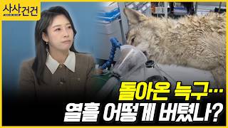 [사사건건] 돌아온 늑구…열흘 어떻게 버텼나? (허주연)