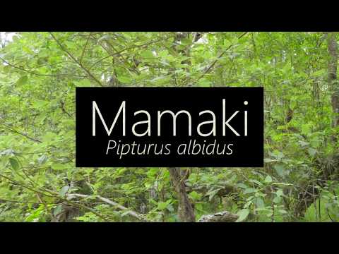 Mamaki (Pipturus albidus)