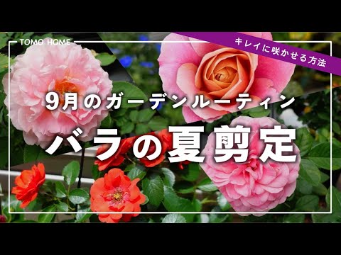 バラの世話をする際の5つの大きな間違い 植物