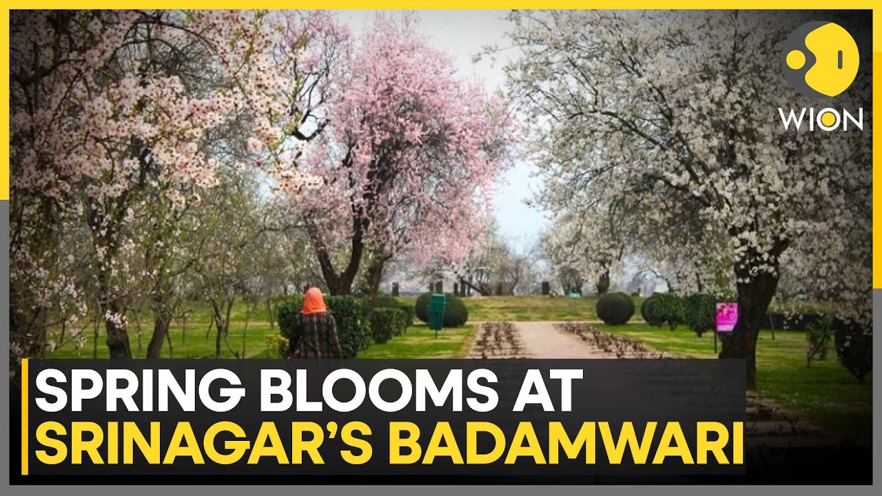 India: Spring Arrives in Srinagar as Badamwari Hosts Almond Blossom Festival | WION