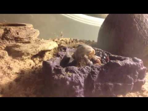 Small Hermit Crab Eating