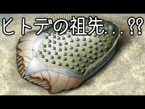 ヒトデはどうやって動くの?