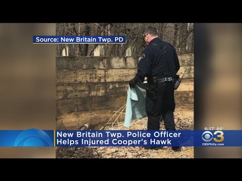 New Britain Township Police Officer Comes To The Aid Of Injured Hawk