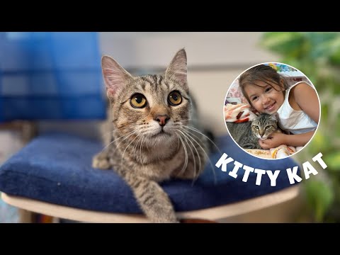Kitty Kat Candy, an adoptable Domestic Short Hair Mix in Marysville, WA_image-1