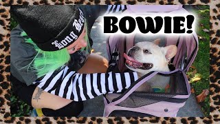 How to Roller Skate with your Dog