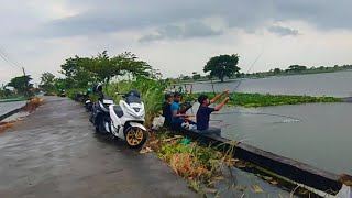 Download lagu Semua pemancing yang mancing liaran tebasan bayar 15 ribu disini panen ikan besar besar semua mp3 Download lagu Semua pemancing yang mancing liaran tebasan bayar 15 ribu disini panen ikan besar besar semua mp3