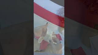 Video de Culotte Less Alto 789 Cintura Doble ALIS