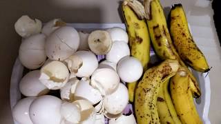Download the video "DOS FERTILIZANTES QUE PONDRAN TUS PLANTAS A DAR MUCHOS FRUTOS"