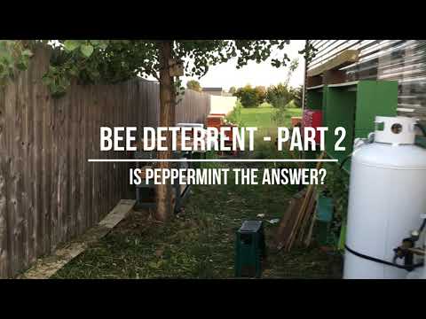 Does Peppermint Attract Bees