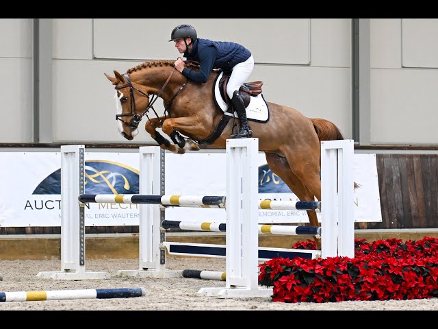 Horsedeals Prince Lovely - Ridden