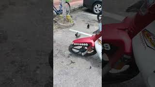 Download lagu Jinak-jinak Merpati, Walaupun Jinak Usah Didekati mp3