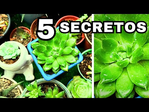 ❤️DISCOVER! How to CARE FOR SUCCULENTS at HOME | 😲5 SECRETS no one has told you!!!