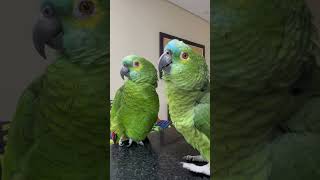 O amor da mamãe ! Pedro e Pedrita , os papagaios mais lindos e falantes