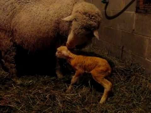 How Baby Lambs Learn to Stand, Jump and Run