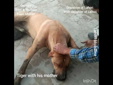Tiger very top bloodline of Pakistani dogs grandson of Lahori dog very big head son of master