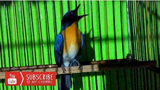 Download lagu Tledekan gacor ngerol mp3