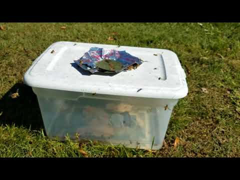 Yellow jacket trap best homemade easy to build