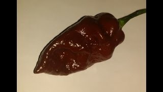 "Kraken Scorpion" Pod Test