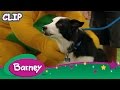 Barney Taking Care Of A Pet