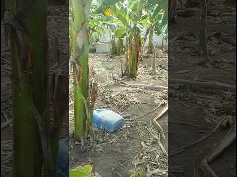 Jurema Pernambuco