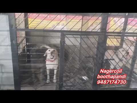 Free Adoption #anshikamobiledoglover #kanyakumaridoglover #dogloversajin