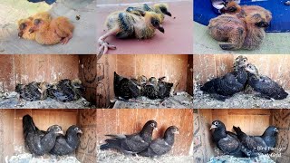 The Growth of Pigeons by Day