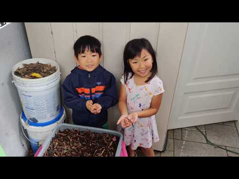 Know Your Worms!  European Nightcrawlers!